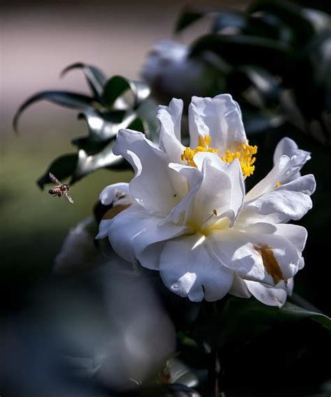 茶花寓意